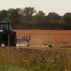 Störche und Landwirt....so schaffen wir den Freitag auch noch