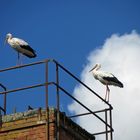 Störche vor Abflug