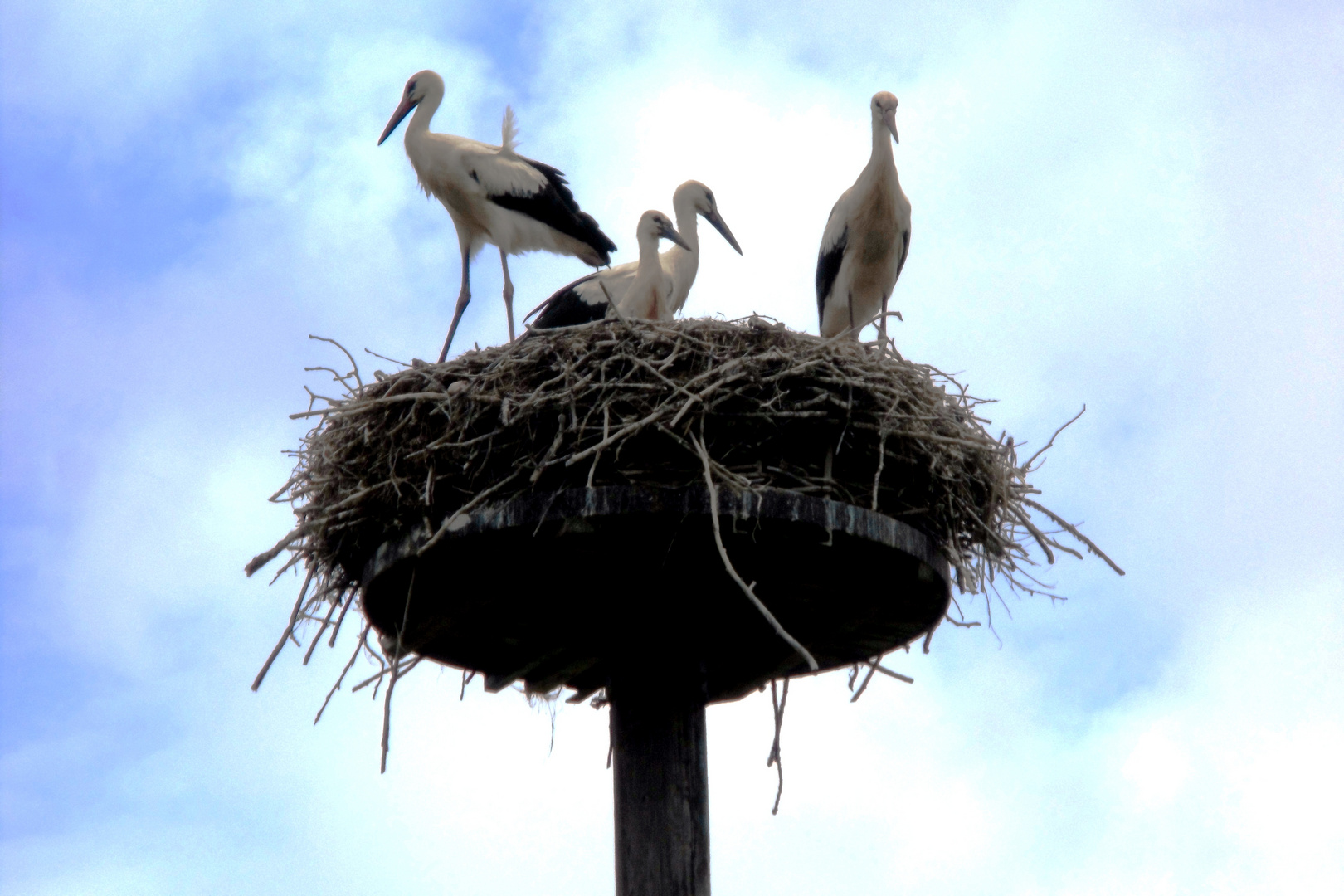 Störche vor dem Abflug gen Süden