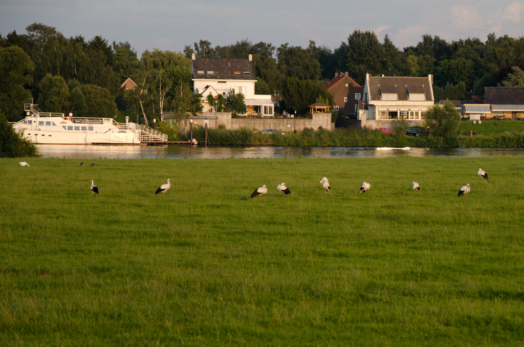 Störche vor dem Abflug in den Süden