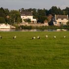 Störche vor dem Abflug in den Süden