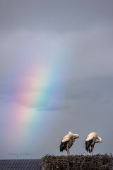 Störche vor dem Regenbogen