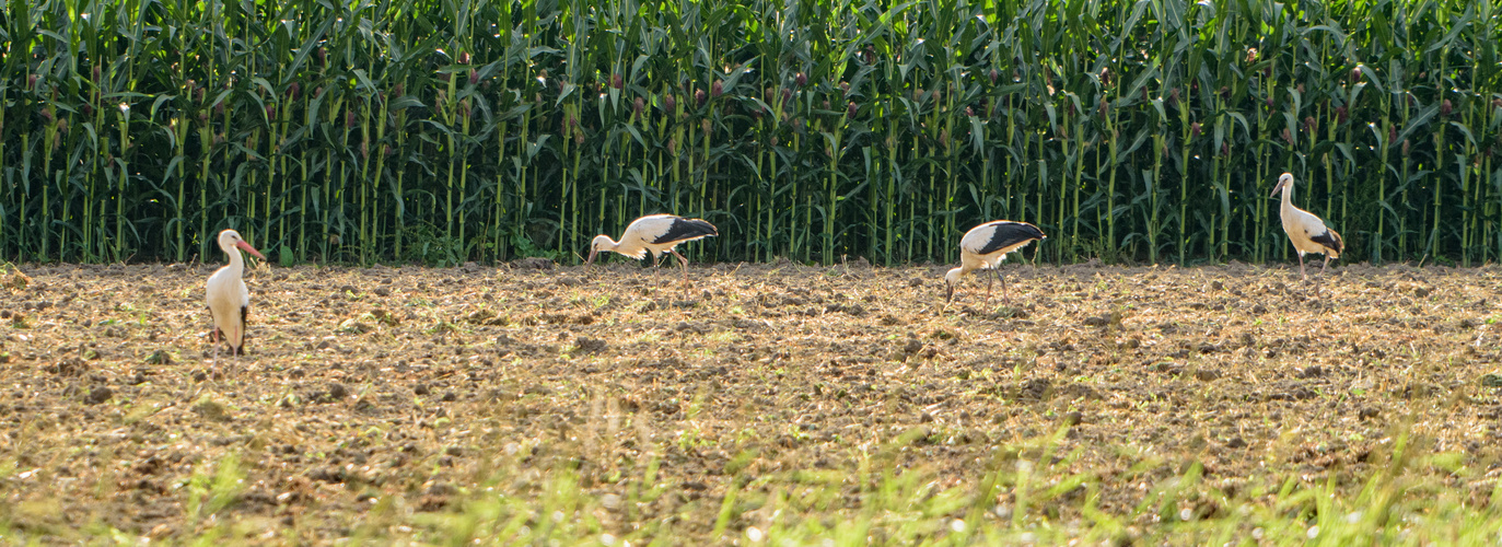 Störche_Hagem_2021_007