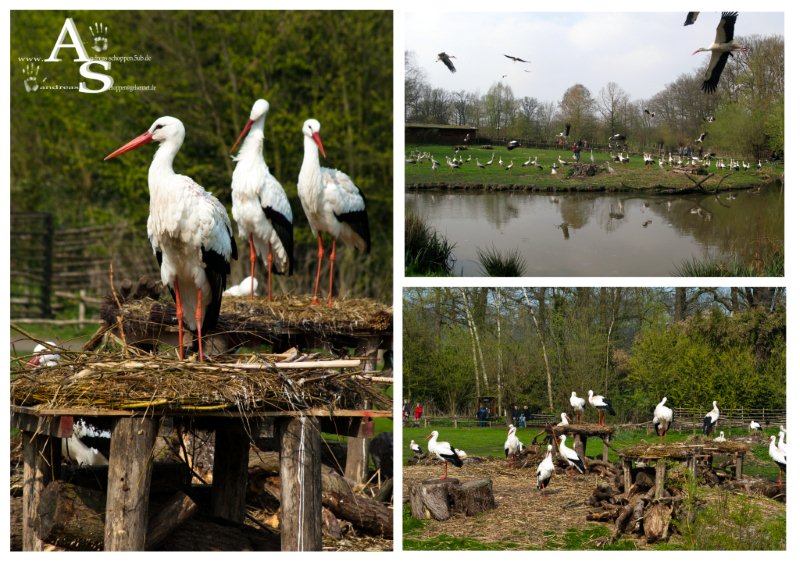 Störchenwiese