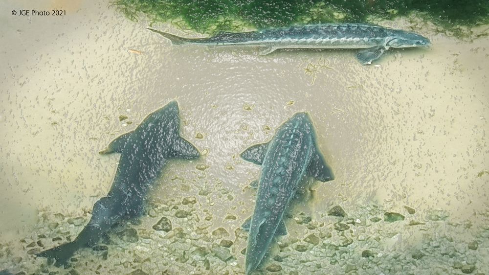 Störe im Forellenteich bei Gut Lautenbad Foto & Bild | deutschland ...