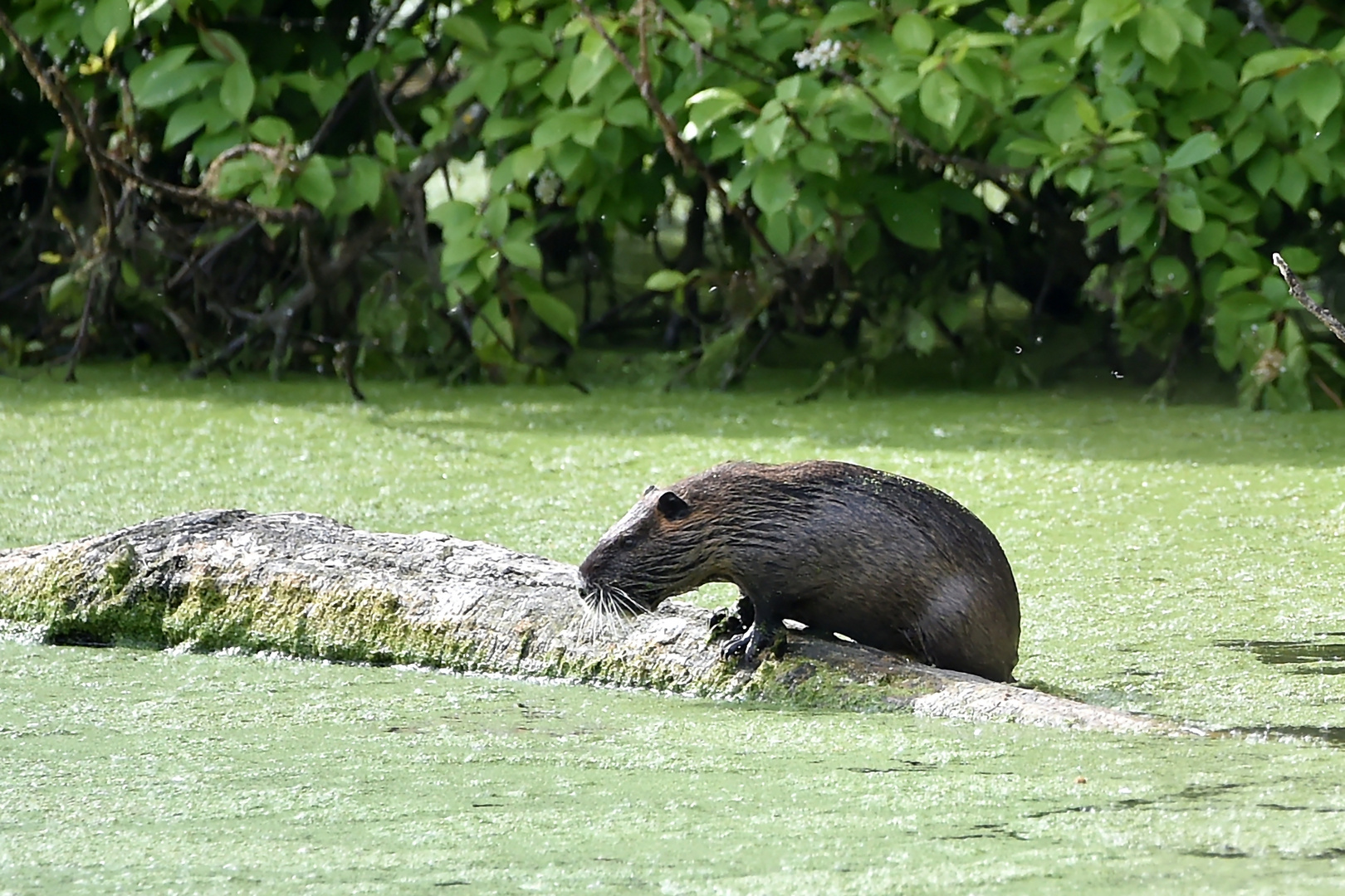 Störenfried