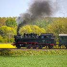 Störenfried im Bienenfeld