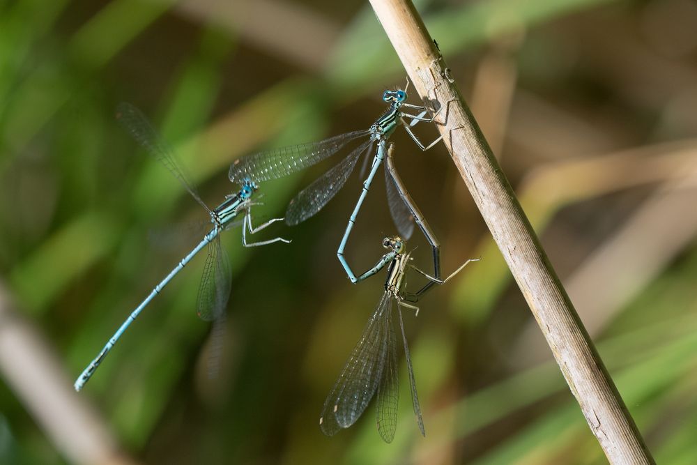 Störung bei der Paarung der  Blauen Federlibellen