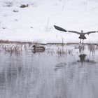 Störung in den Fischgründen