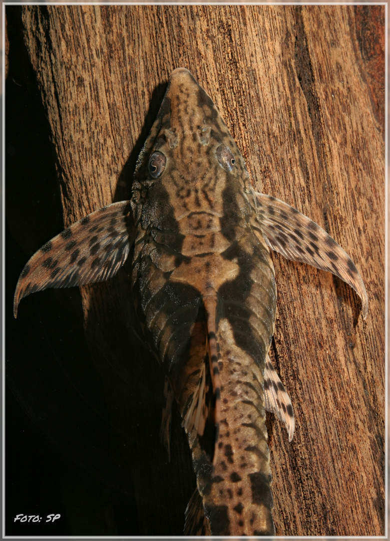 Störwels (Sturisomatichthys tamanae) 