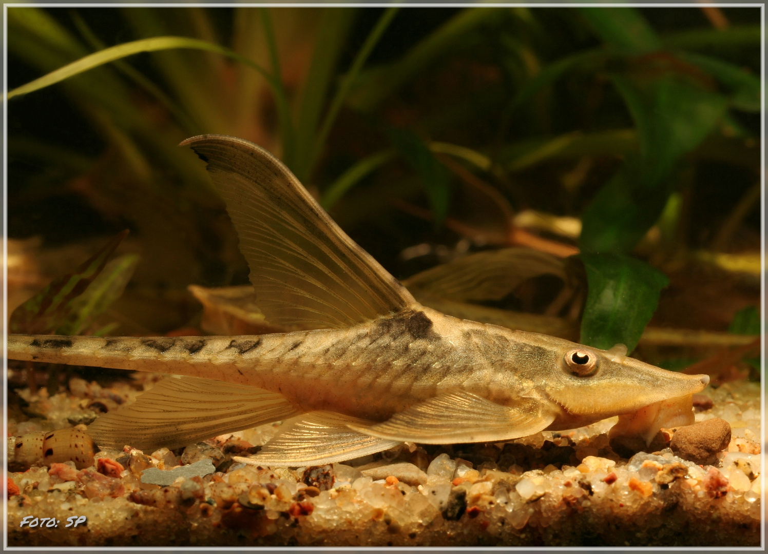 Störwels (Sturisomatichthys tamanae) 