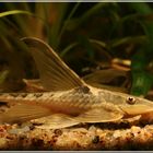 Störwels (Sturisomatichthys tamanae) 