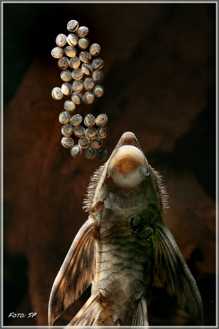 Störwels (Sturisomatichthys tamanae) 