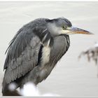 Stoical heron