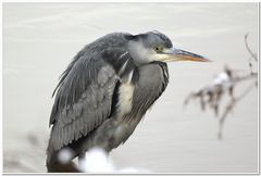 Stoical heron