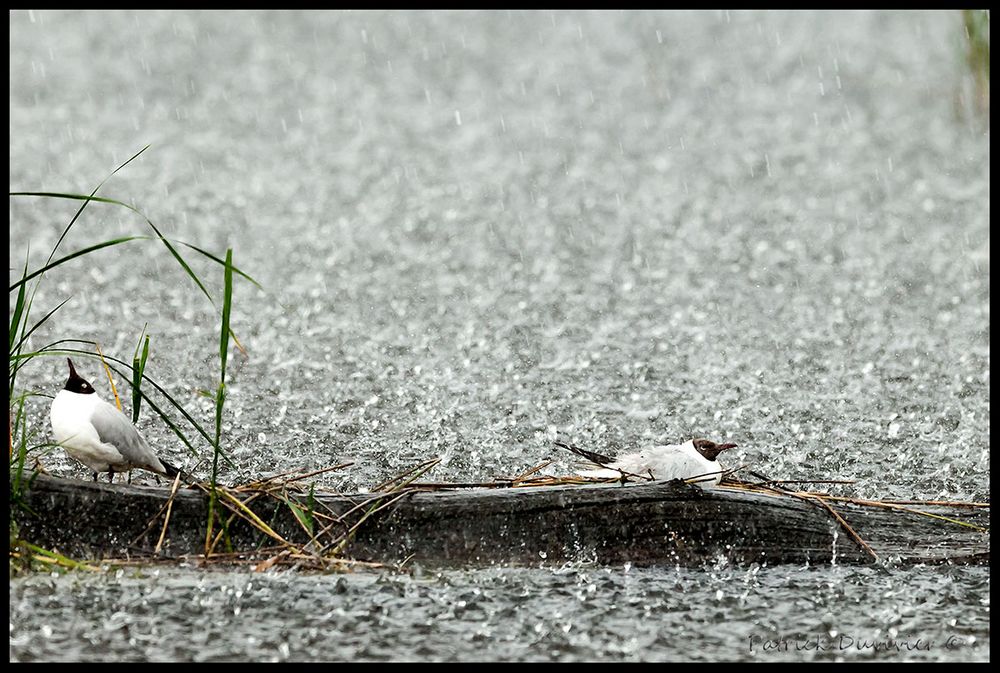 stoiques-sous-la-pluie