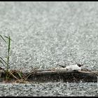 stoiques-sous-la-pluie