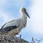 Stoisch stand der Altstorch am Nestrand . . .