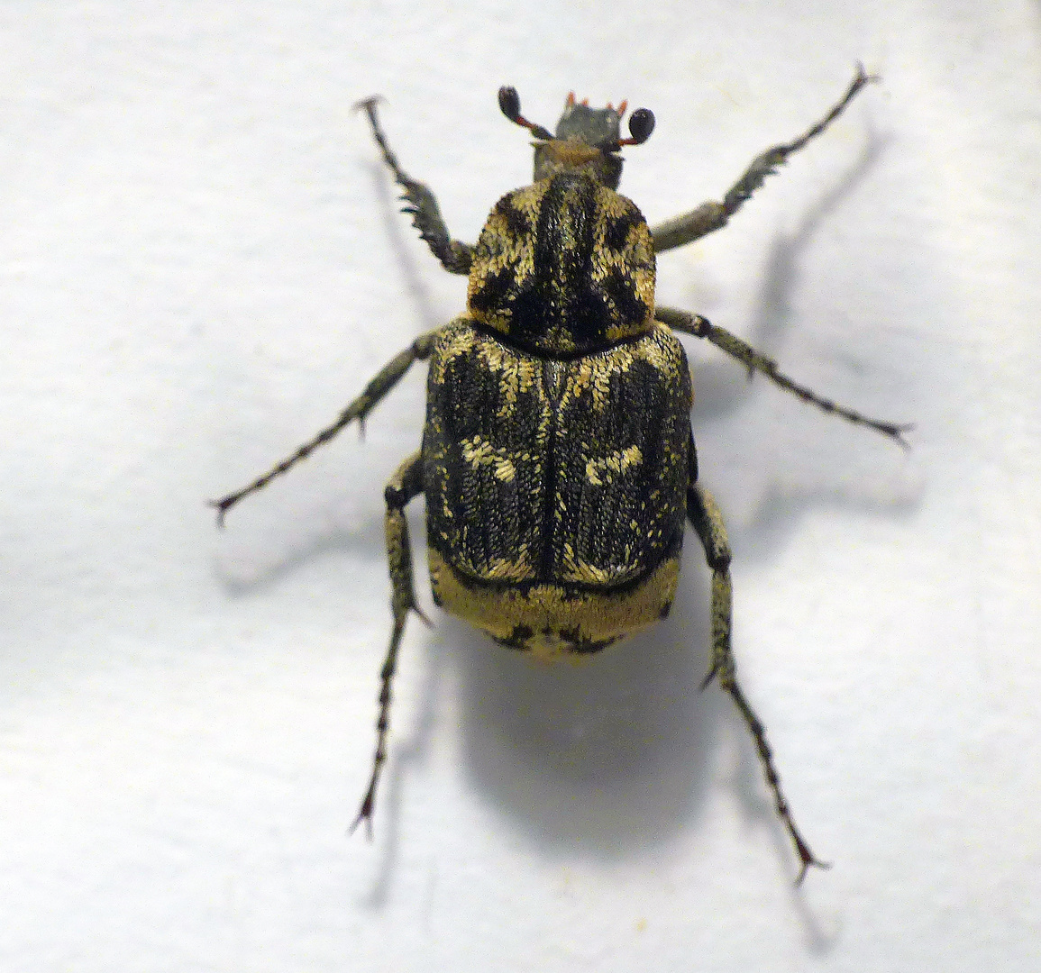 Stolperkäfer (Valgus hemipterus) - Männchen