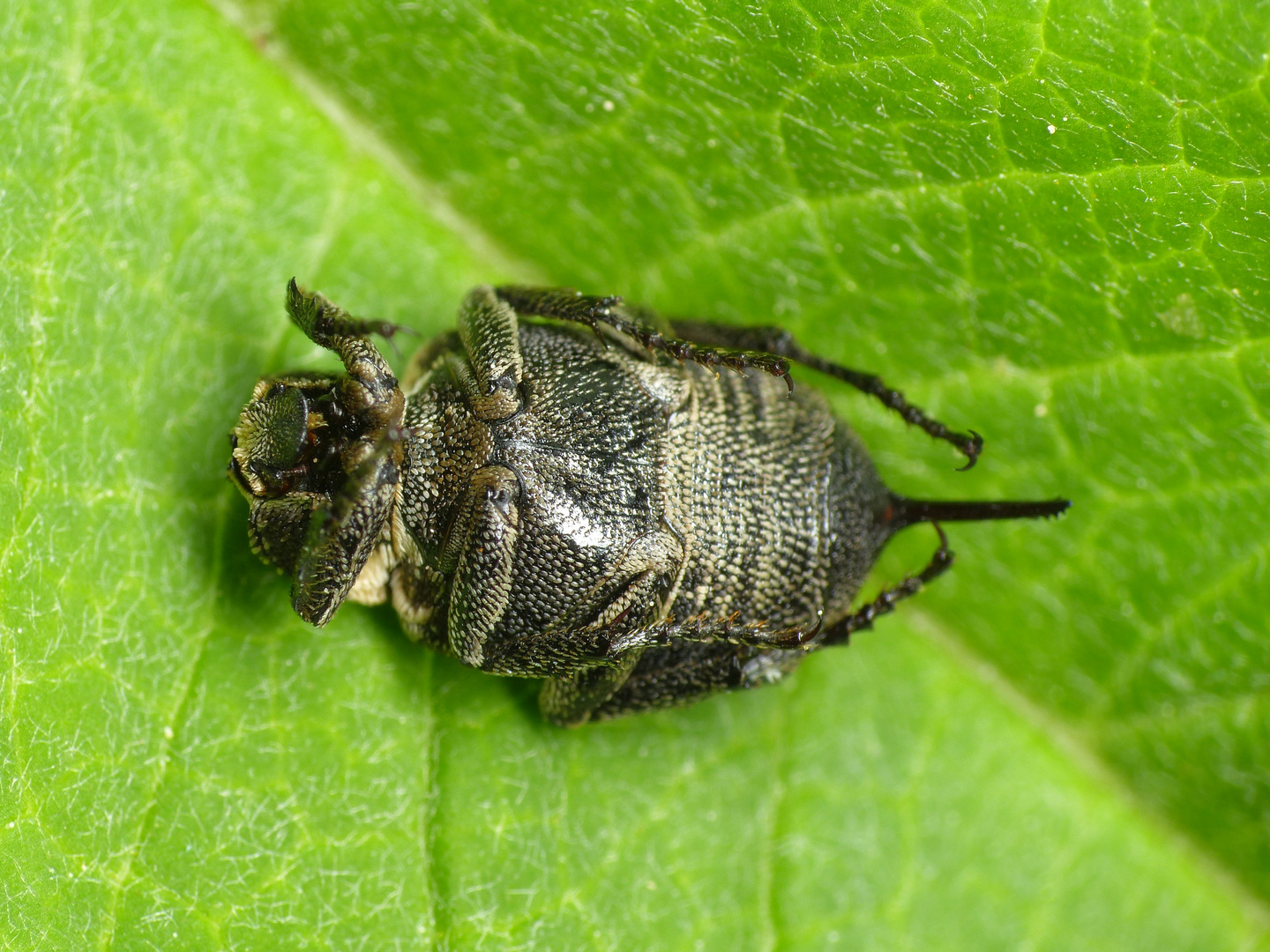 Stolperkäfer (Valgus hemipterus) - Weibchen