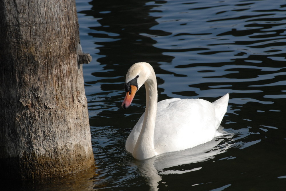 Stolz am Zürichsee