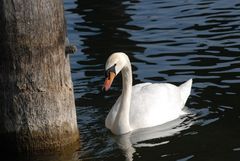 Stolz am Zürichsee