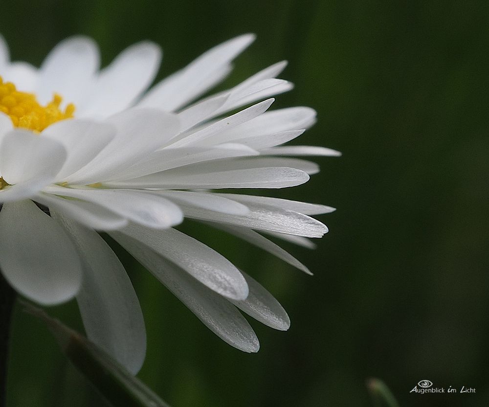 Stolz auf der Wiese