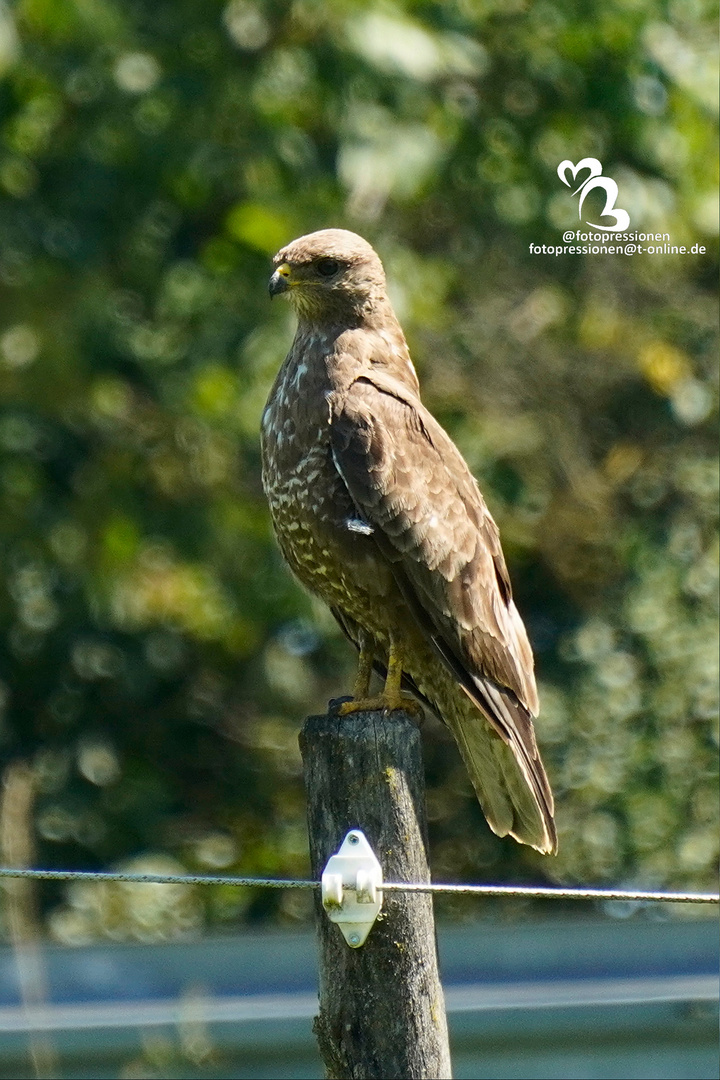 Stolz - Bussard