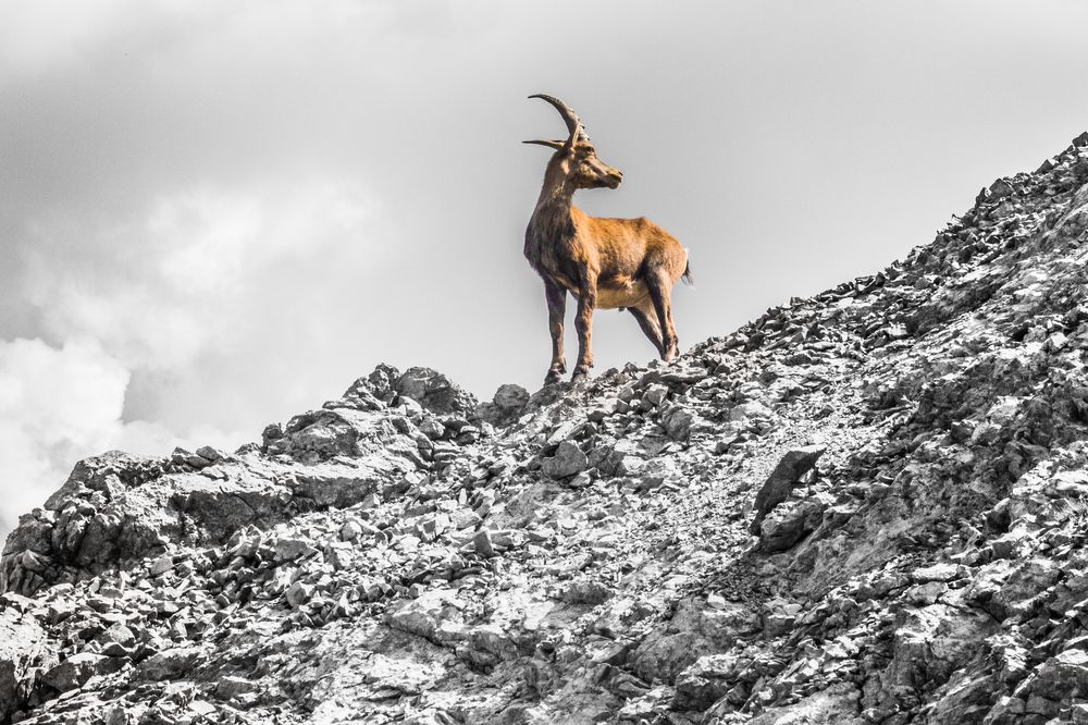 Stolz der Berge