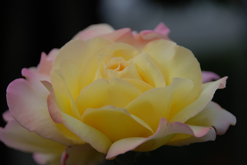 Stolz der Rose