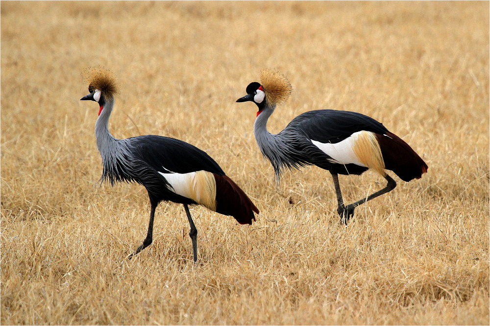 Stolz der Serengeti