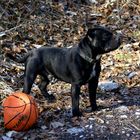 Stolz ein Basketball zerstörer zu sein :-)))