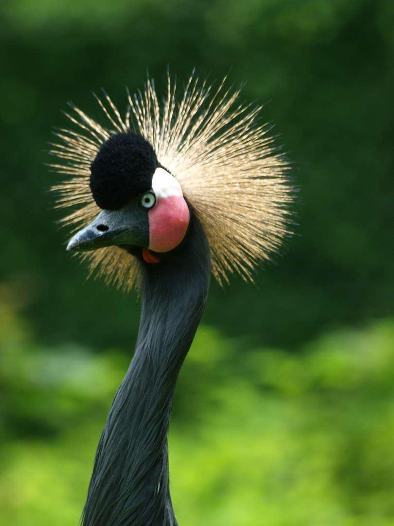 stolz erhobenen Hauptes - Kranich im Parc zoologique Mulhouse