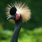 stolz erhobenen Hauptes - Kranich im Parc zoologique Mulhouse