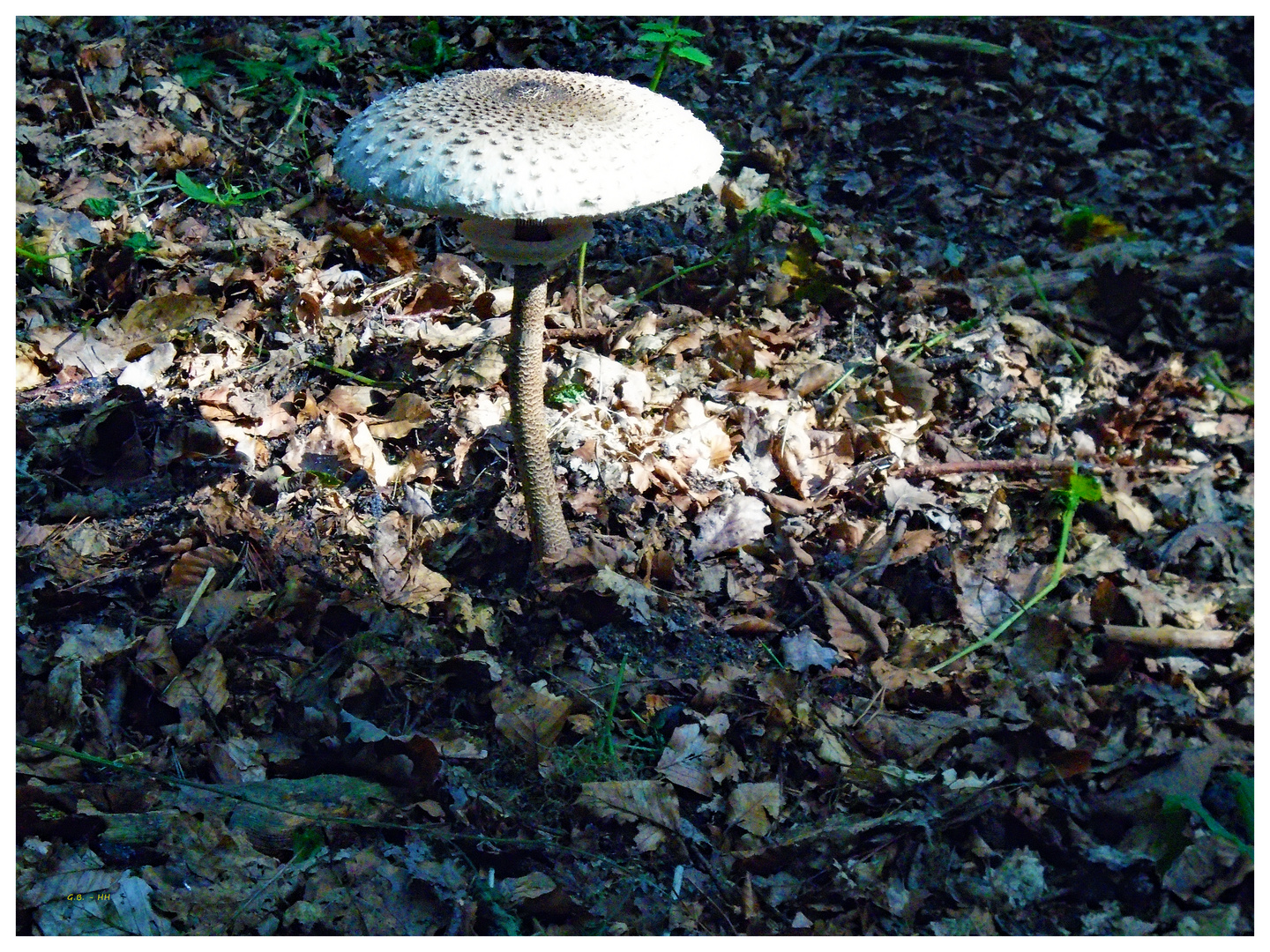 Stolz im Wald.....im Sonnenstrahl......