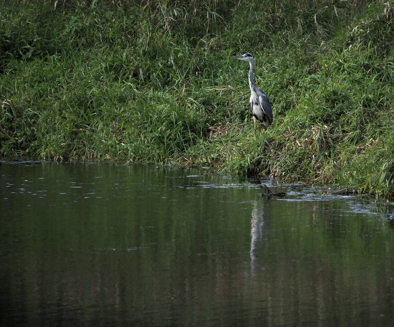 Stolz in der Natur 