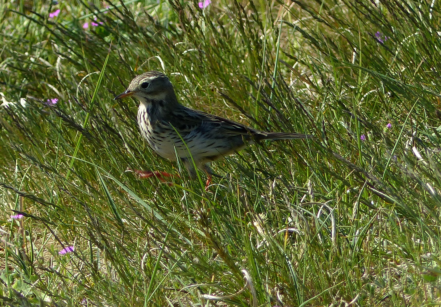 Stolz maschierte er in den Dünen 