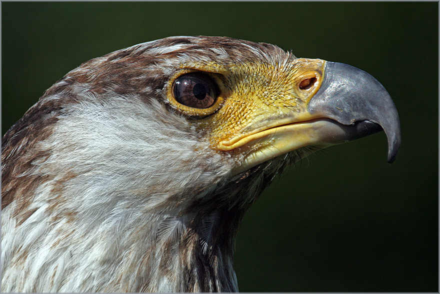 Stolz schaut er aus, der Schreiseeadler!