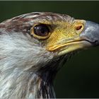 Stolz schaut er aus, der Schreiseeadler!