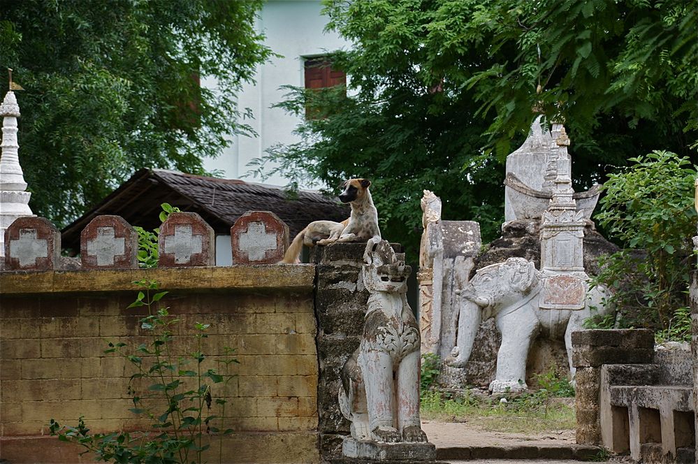 stolz schaute er auf mich herab, burma 2011