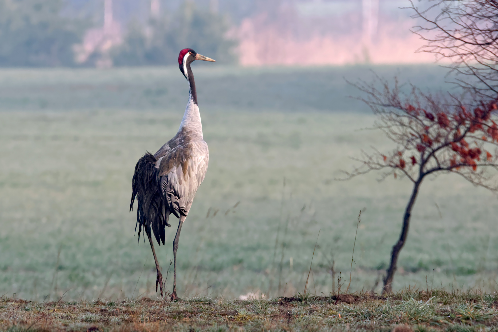 Stolz... sieht er aus, der Kranich, Grus grus