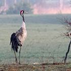 Stolz... sieht er aus, der Kranich, Grus grus