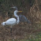 Stolz - Silberreiher/Graureiher-Begegnung