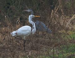 Stolz - Silberreiher/Graureiher-Begegnung