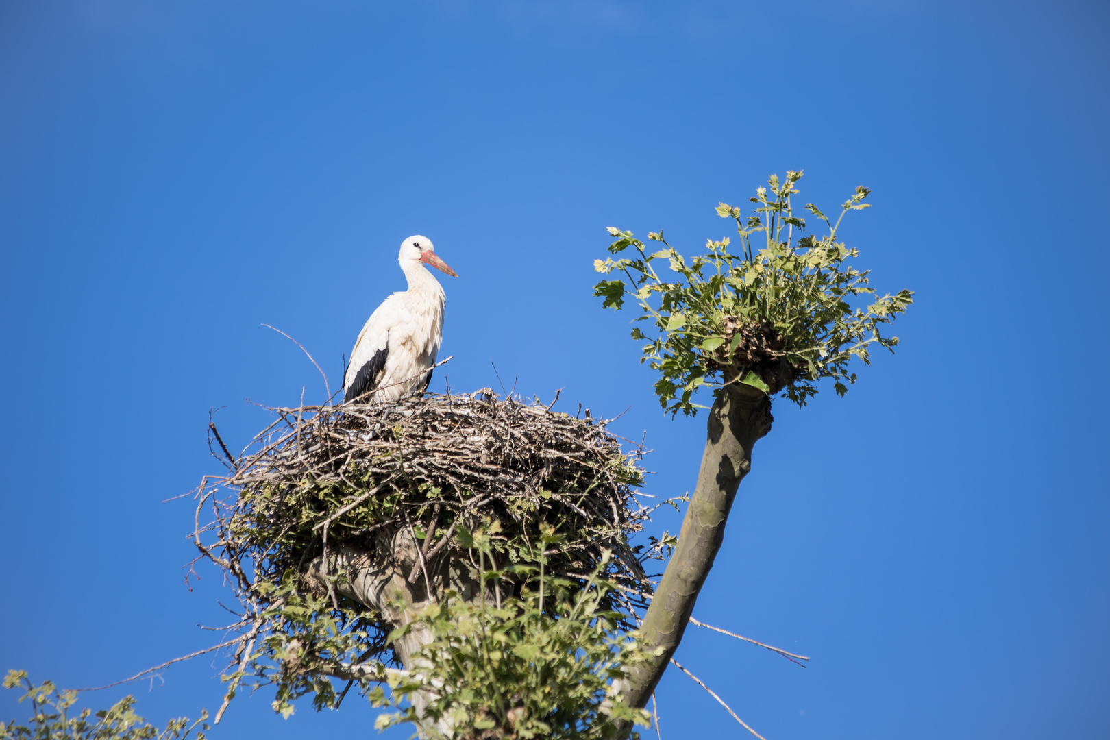 Stolz sitzt er auf seinem Nest und sonnt sich.