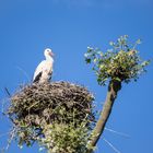 Stolz sitzt er auf seinem Nest und sonnt sich.