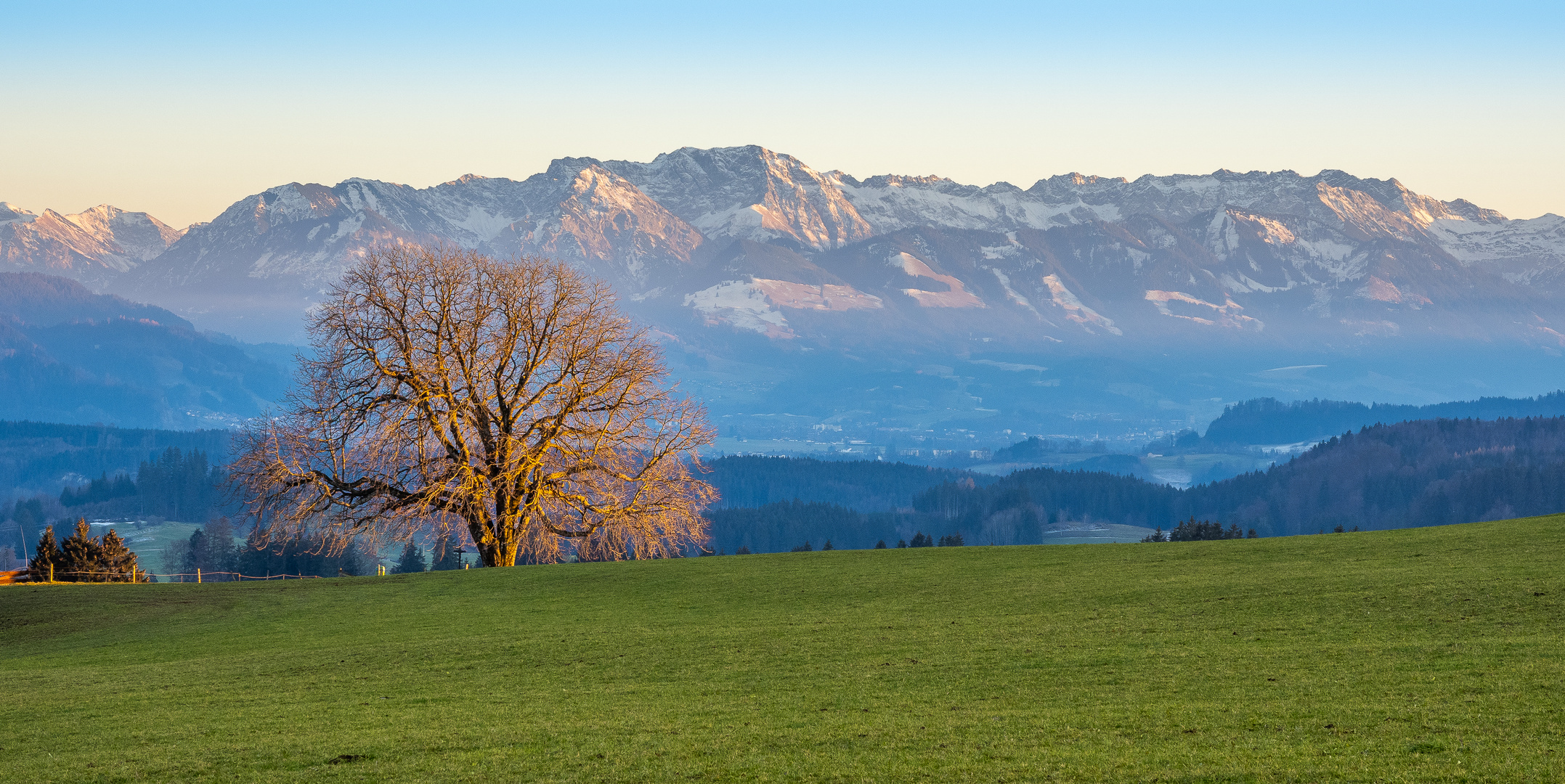 Stolz steht er im Abendlicht