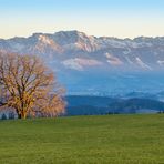 Stolz steht er im Abendlicht