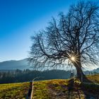 Stolz steht er im Gegenlicht