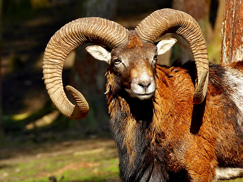 Stolz trägt der Mufflon-Bock . . .